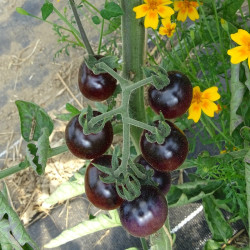 Semences Tomate Cerise Black Cherry