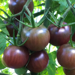 Semences Tomate Cerise Black Cherry