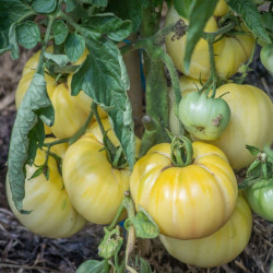Semences Tomate Blanche Beauté Blanche