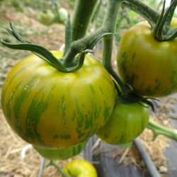 Semences Tomates Verte Green Zebra