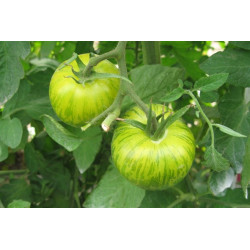 Semences Tomates Verte Green Zebra