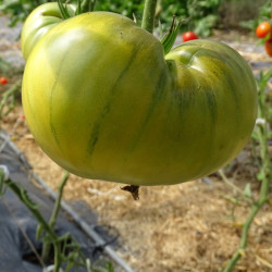 Semences Tomates Vertes Evergreen