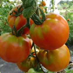 Semences Tomates Rouge Saint Pierre