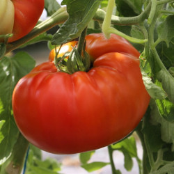 Semences Tomates Rouge Russe rouge