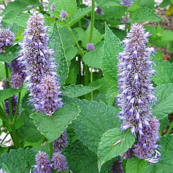 Semences Agastache