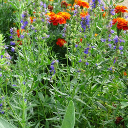 Bleuet Annuelle