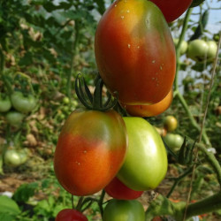 Tomate Rose Olirose de St Dominique