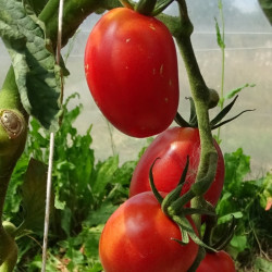Tomate Rose Olirose de St Dominique