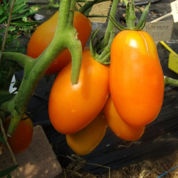Tomate Orange Banana
