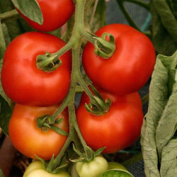 Tomate Matina