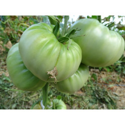 Tomate Grosse Russe