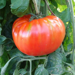 Tomate Grosse Russe