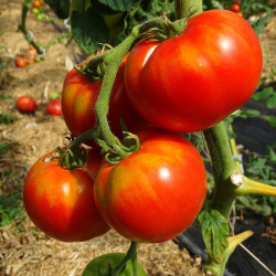 Tomate Grosse Russe