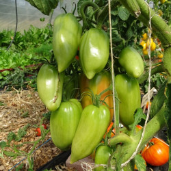 Tomate Cornue Andine