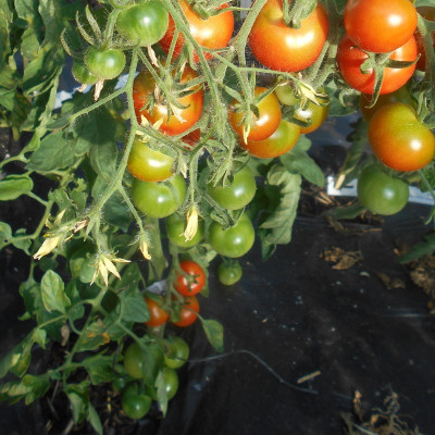Tomate Cerise Rouge Zuckertaube