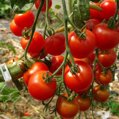 Tomate Cerise Rouge Zuckertaube
