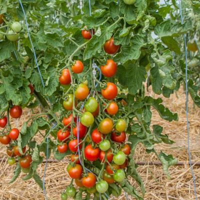 Tomate Cerise Rouge Zuckertaube