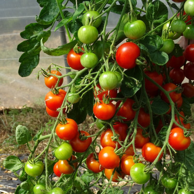 Tomate Cerise Rouge Zuckertaube