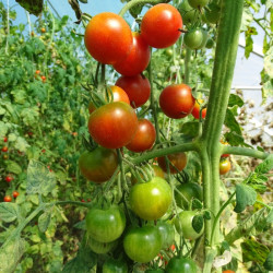 Tomate Cerise Rouge