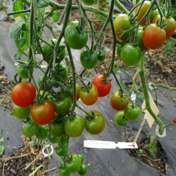 Tomate Cerise Rouge