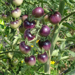Tomate Cerise Noire