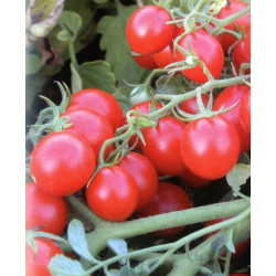 Tomate Cerise Délice des Jardiniers