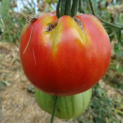 Tomate Brandywine Rouge