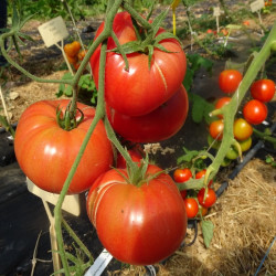 Tomate Brandywine Rose
