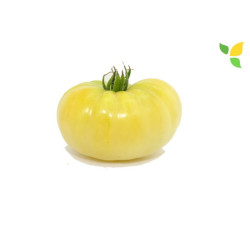 Tomate Beauté Blanche