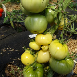 Tomate Beauté Blanche