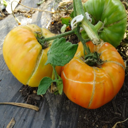 Tomate Ananas