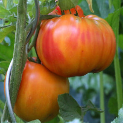 Tomate Ananas
