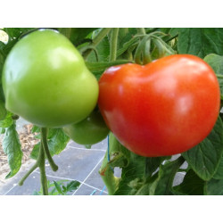 Semences Tomates Rouges Précoce de Quimper