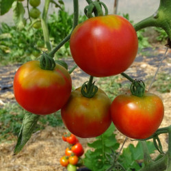 Semences Tomates Rouges Précoce de Quimper