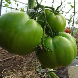 Semences Tomates Rouges Potiron écarlate
