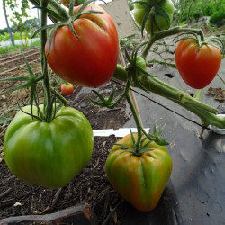 Semences Tomates Rouges Potiron écarlate