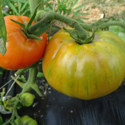 Semences Tomates Rouges Merveille des marchés