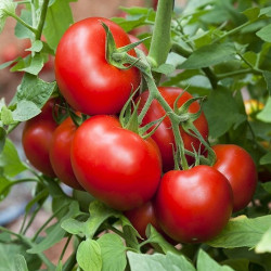 Semences Tomates Rouges Merveille des marchés