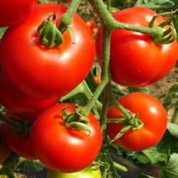Semences Tomates Rouges Matina
