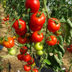 Semences Tomates Rouges Matina