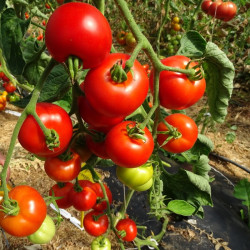 Semences Tomates Rouges Matina