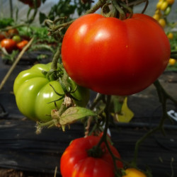 Semences Tomates Rouges Marmande