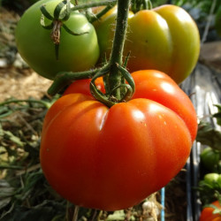 Semences Tomates Rouges Marmande