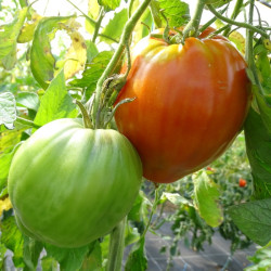 Semences Tomates Rouges Coeur de boeuf