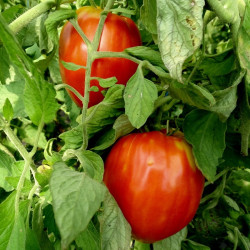 Semences Tomates Rouges Coeur de boeuf