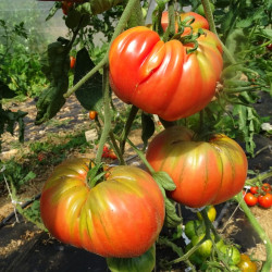 Semences Tomates Rouges Brandywine rouge