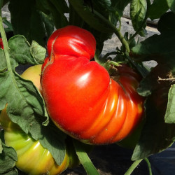 Semences Tomates Rouges Beefsteak