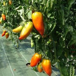Semences Tomates Rouges Andine Cornue