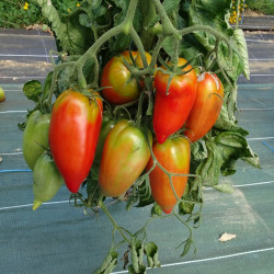 Semences Tomates Rouges Andine Cornue