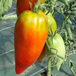 Semences Tomates Rouges Andine Cornue